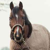 Picture of BACK ON TRACK EQUINE HAZE HALTER BLACK ROSE GOLD - Full Size