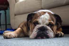 Picture for category Food Allergy Diets - Dogs