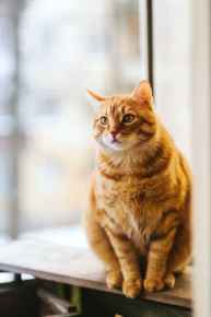 Picture for category Food Allergy Diets - Cats