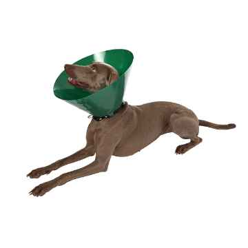 Picture of BUSTER COLLAR Green Ocean (273342) - 7.5cm