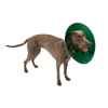 Picture of BUSTER COLLAR Green Ocean (273349) Starter Pack - 7/box