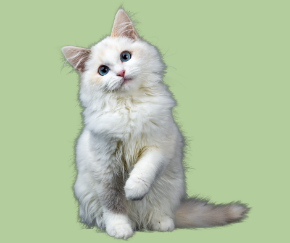 Picture for category Feline