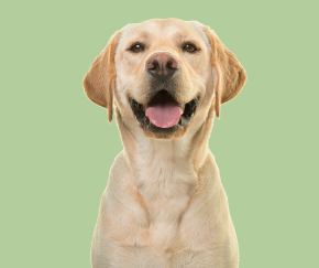 Picture for category Canine