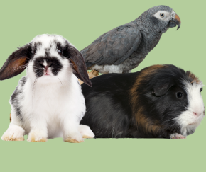 Picture for category Exotics