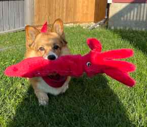 Picture for category Treats &amp; Toys