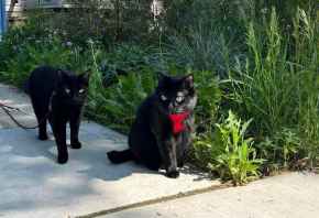 Picture for category Feline