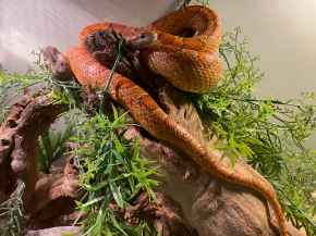 Picture for category Exotics