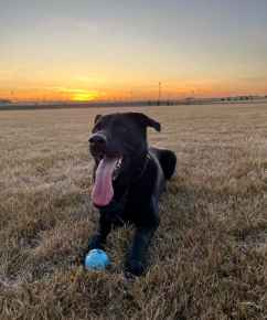 Picture for category Pet Supplies