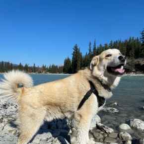 Picture for category Canine