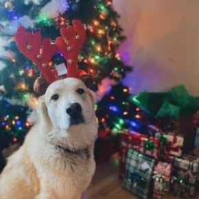 Picture for category Holiday Products