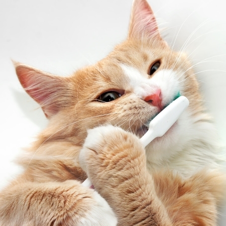 Picture for category Cat Dental Care