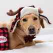 Picture of XMAS HOLIDAY CANINE Ugly Sweater Trapper Hat with ANTLERS - X Large 