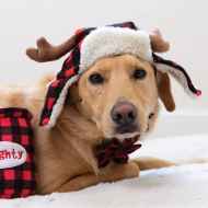 Picture of XMAS HOLIDAY CANINE Ugly Sweater Trapper Hat with ANTLERS - X Large 