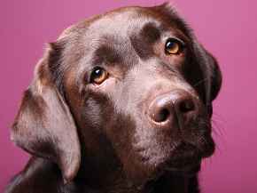 Picture for category Canine