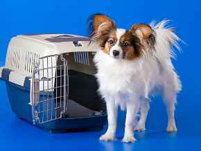 Picture for category Pet Supplies