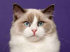 Picture for category Feline