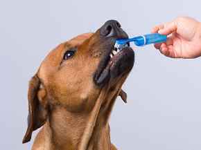 Picture for category Dental