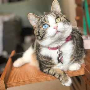 Picture for category Feline