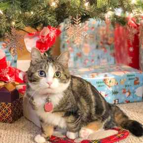 Picture for category Holiday Products