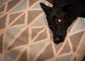 Picture for category Kennels 