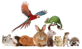 Picture for category Exotics