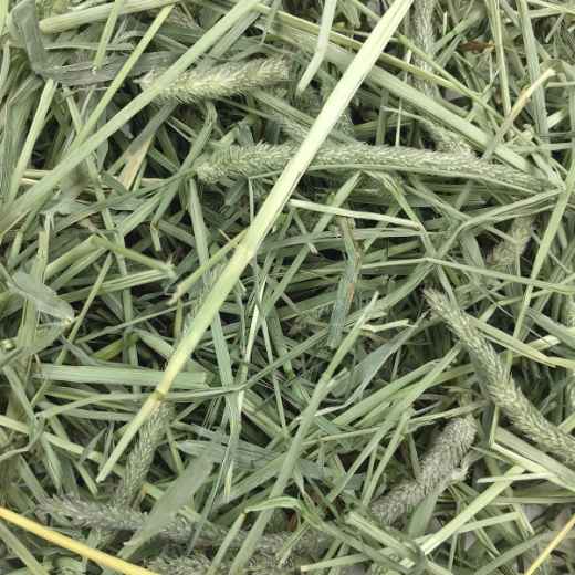 Picture of OXBOW WESTERN TIMOTHY HAY - 50lb/22.68kg