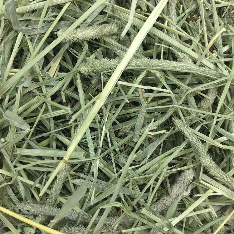 Picture of OXBOW WESTERN TIMOTHY HAY - 50lb/22.68kg