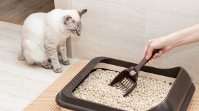 Picture for category Cat Litter & Accessories