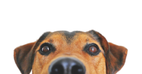 Picture for category Canine