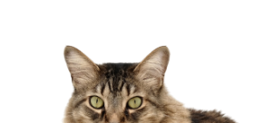 Picture for category Feline