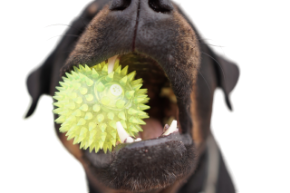 Picture for category Dog Toys