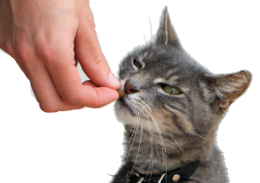 Picture for category Cat Treats