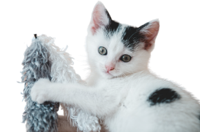 Picture for category Cat Toys