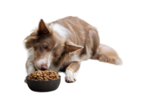 Picture for category Dog Food