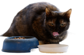 Picture for category Cat Food
