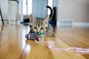 Picture for category Toys