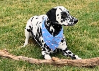 Picture for category Dog Products