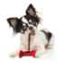 Picture of TOY DOG STICK STYLE TREAT HOLDER - 4.5in
