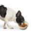 Picture of BOWL STONEWARE DOG SEDONA Dish Spruce Green - 7in