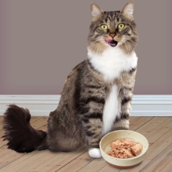 Picture of Bowl Stoneware Cat Sedona Dish Chestnut Brown - 5in