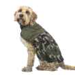 Picture of COAT CANINE WOODLAND WALKIES Forest Green - Medium