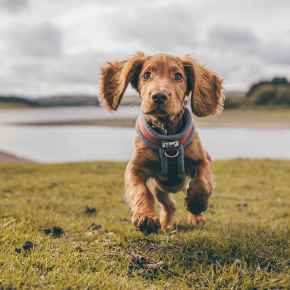 Picture for category Canine