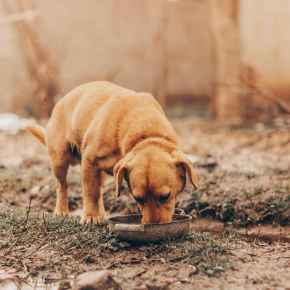 Picture for category Pet Food &amp; Treats