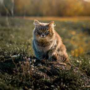 Picture for category Supplements and Wellness