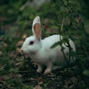 Picture for category Exotic