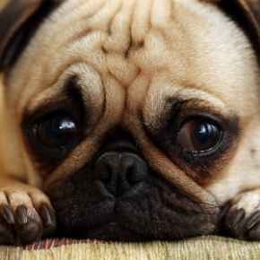 Picture for category Pet Stress Support