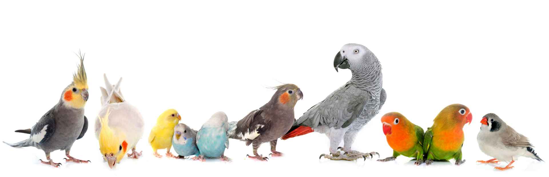 Picture for category Birds