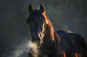Picture for category Equine