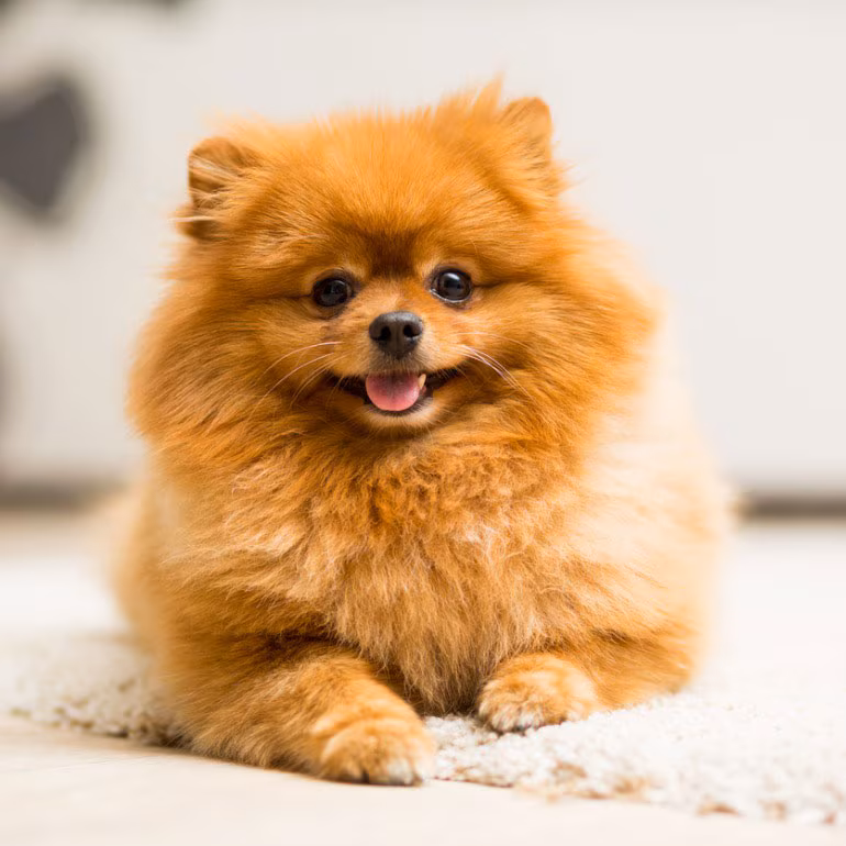 Picture for category Misc