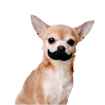 Picture of Copy of TOY DOG Paci-Chew - Mustache